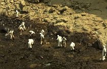 شاهد: بعد أن ضربت "أسوأ كارثة بيئية" البلاد.. عمليات التنظيف مستمرة في شواطئ البيرو