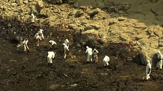 Cleaning workers pick oil remains up from the sea