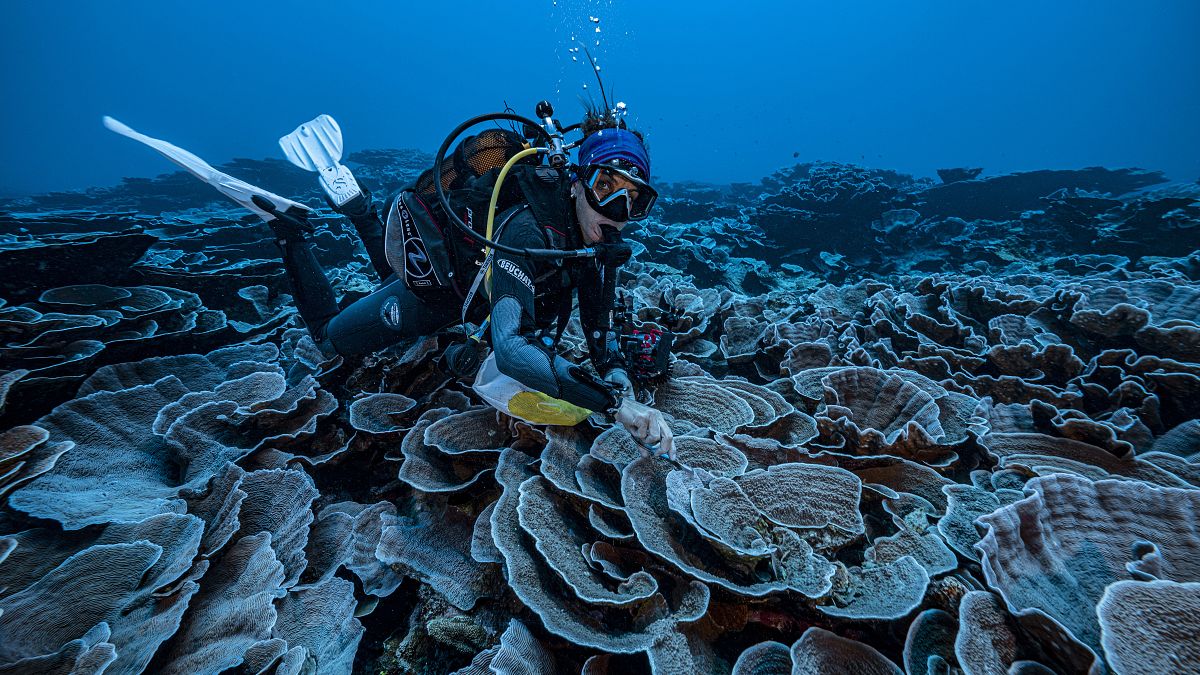 Самый большой на сегодняшний день коралловый риф у берегов Таити