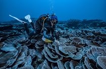 امتداد نادر من الشعاب المرجانية البكر على شكل ورود قبالة سواحل تاهيتي ساحل تاهيتي في ديسمبر 2021.