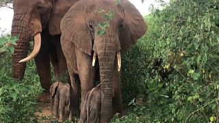 Kenya : naissance rare d'éléphants jumeaux