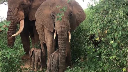 Rare elephant twins born in Kenya