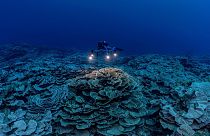 The pristine stretch of coral reef is the largest discovered below 30 metres