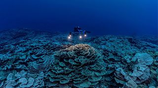 The pristine stretch of coral reef is the largest discovered below 30 metres