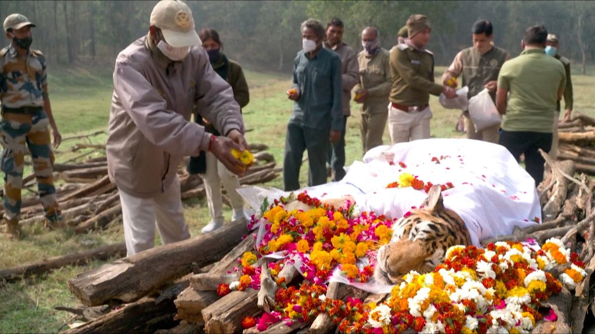   ویدئو؛ جسد ببر «ابرمادر» به سنت هندوها تشییع شد