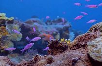Zu gesund, um wahr zu sein? Riesiges Korallenriff vor Tahiti entdeckt