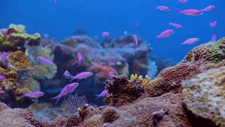 Zu gesund, um wahr zu sein? Riesiges Korallenriff vor Tahiti entdeckt