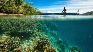 Saving corals in the Red Sea, Egypt