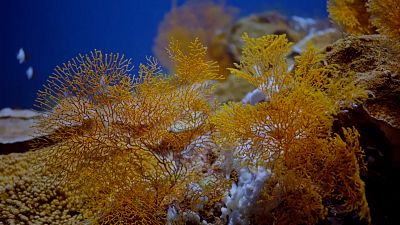 Corals off the coast of Tahiti