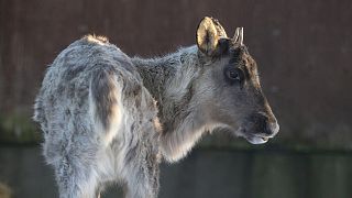 The rescued forest reindeer at Helsinki's Korkeasaari Zoo