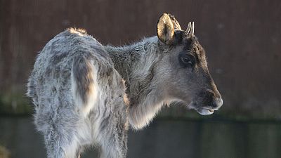 The rescued forest reindeer at Helsinki's Korkeasaari Zoo The rescued forest reindeer at Helsinki's Korkeasaari Zoo