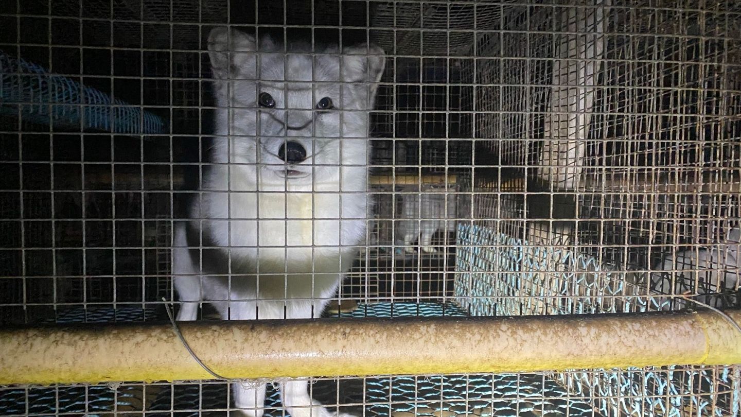 Inside Finland's cruel fox fur farms, the shame of the luxury fashion  industry