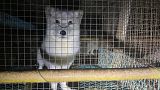 How Finland profits from breeding and killing Arctic foxes for their fur