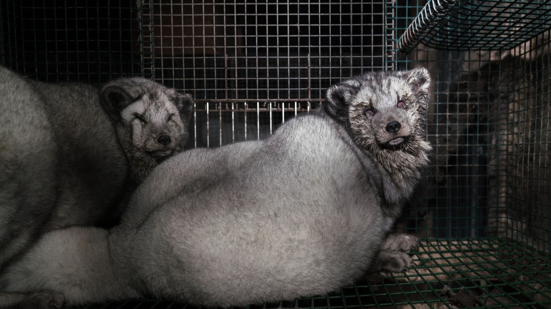 Inside Finland's cruel fox fur farms, the shame of the luxury fashion