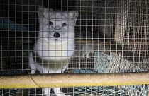How Finland profits from breeding and killing Arctic foxes for their fur