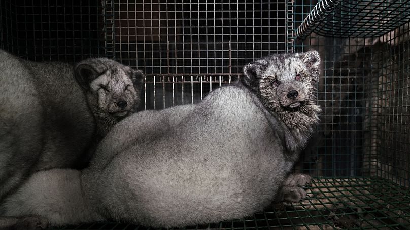 Inside Finland's cruel fox fur farms, the shame of the luxury fashion  industry | Euronews