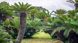 Cycads flourished during the Jurassic period and were previously found all over the world. Cycads flourished during the Jurassic period and were previously found all over the world.