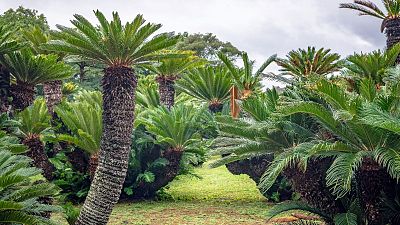 Cycads flourished during the Jurassic period and were previously found all over the world.
