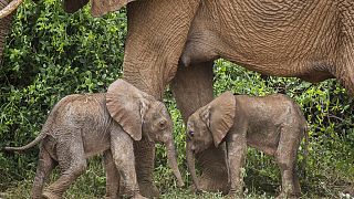 فیل‌های نوزاد دوقلو