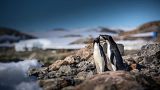 The Adélie is the smallest and most widespread species of penguin in Antarctica The Adélie is the smallest and most widespread species of penguin in Antarctica