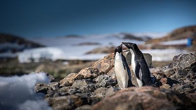 The Adélie is the smallest and most widespread species of penguin in Antarctica