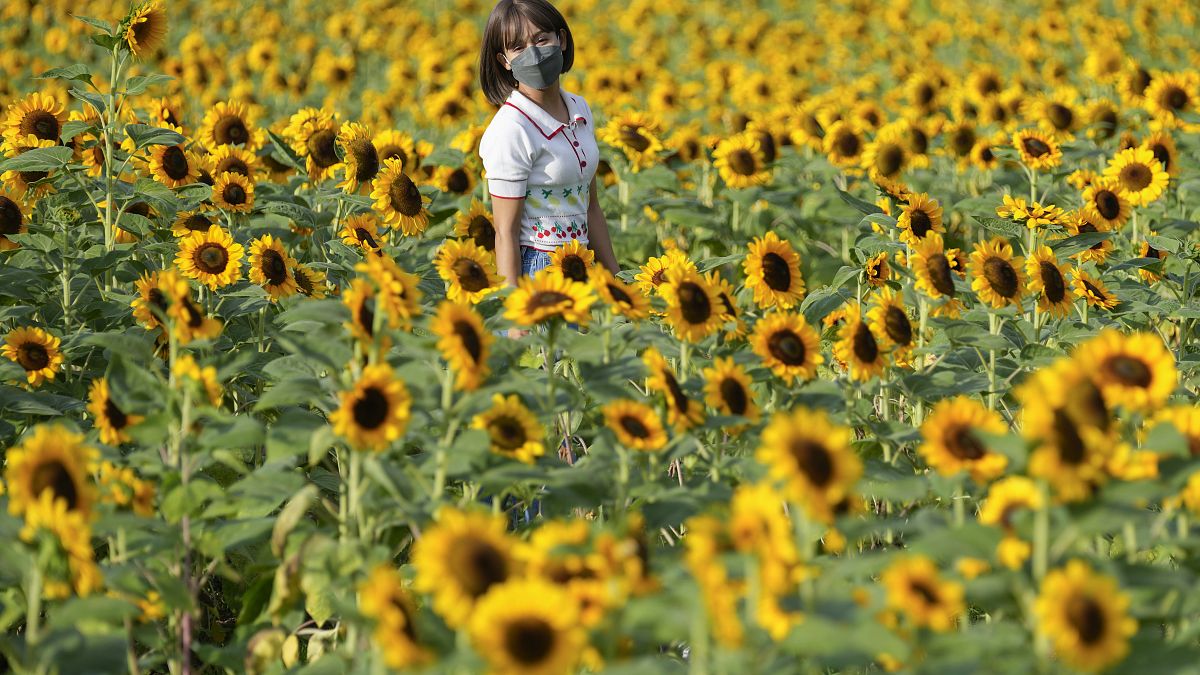امرأة تلتقط صورا في حقل لأزهار دوار الشمس في بانكوك