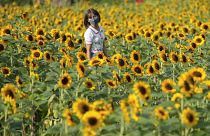امرأة تلتقط صورا في حقل لأزهار دوار الشمس في بانكوك