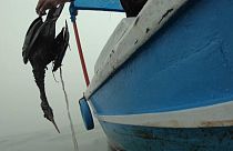 Au Pérou un oiseau victime de la marée noire 