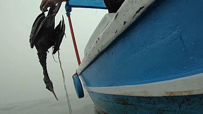 Au Pérou un oiseau victime de la marée noire 
