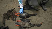 Un travailleur vérifie la carcasse d'un oiseau lors d'une campagne de nettoyage sur la plage de Cavero à Callao, au Pérou, samedi 22 janvier 2022.