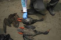 Un travailleur vérifie la carcasse d'un oiseau lors d'une campagne de nettoyage sur la plage de Cavero à Callao, au Pérou, samedi 22 janvier 2022.