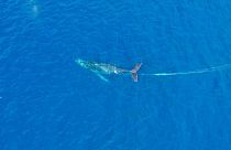 نهنگ گوژپشت در بند در نزدیکی سواحل هاوایی