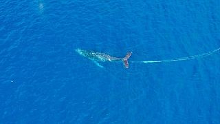 نهنگ گوژپشت در بند در نزدیکی سواحل هاوایی