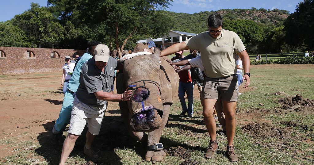 A South African rhino returns to the wild after a deadly attack