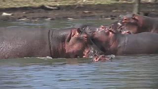 Hippos can recognise each other's voices, study finds