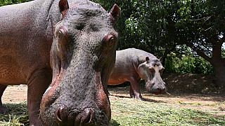Les hippopotames peuvent reconnaître la voix de leurs amis