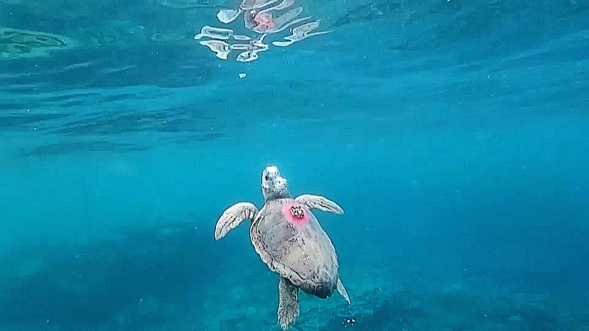 Réunion: Schildkröten helfen Meteorologen