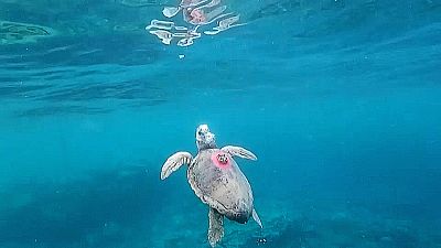 Des tortues marines sont équipées de balises pour récolter des informations sur les cyclones à la Réunion