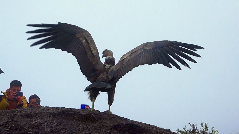 bolivia-releases-condor-into-andean-region