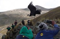 يلتقط الصحفيون والعلماء صورًا أثناء إطلاق كندور من جبال الأنديز في البرية من قبل الأطباء البيطريين البوليفيين، في ضواحي تشوكيكوتا، بوليفيا، الثلاثاء 23 فبراير 2021