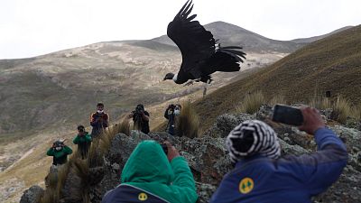 يلتقط الصحفيون والعلماء صورًا أثناء إطلاق كندور من جبال الأنديز في البرية من قبل الأطباء البيطريين البوليفيين، في ضواحي تشوكيكوتا، بوليفيا، الثلاثاء 23 فبراير 2021