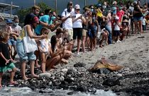 Loggerhead turtle Tiago moving in the sand until the ocean, in front of a crowd of spectators 