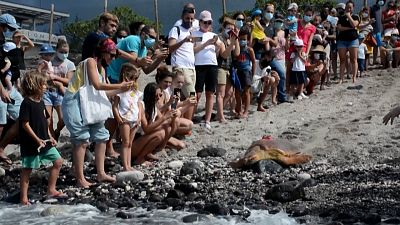 Loggerhead turtle Tiago moving in the sand until the ocean, in front of a crowd of spectators