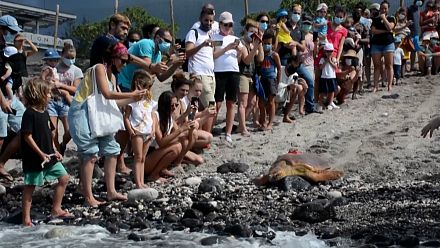 In Reunion Island, sea turtles equipped with beacons to help meteorologists