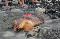 رهاسازی لاک‌پشت‌های دریایی مجهز به تجهیزات هواشناسی در اقیانوس هند