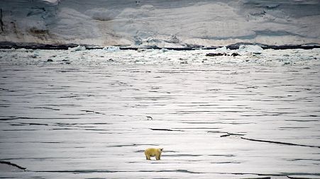 A polar bear is seen in Essen Bay off the coast of Prince George Land - an island in the Franz Josef Land archipelago, Russia.