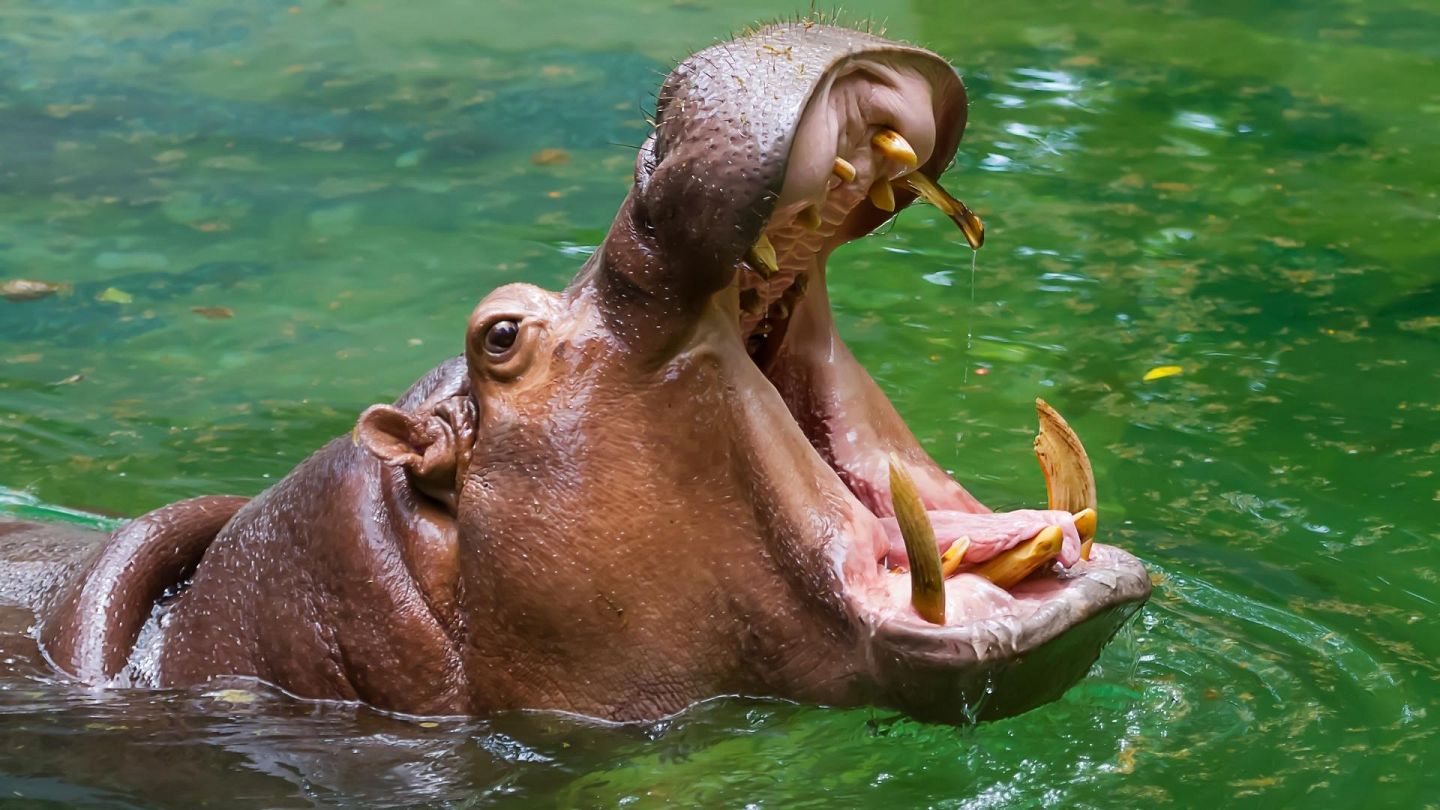 Hippos recognise each other's 'honks' and it could help prevent human-animal  conflict | Euronews