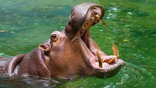 A hippo leans out the water to do its famous wheeze honk