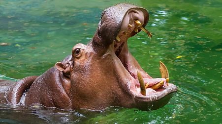 A hippo leans out the water to do its famous wheeze honk