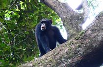  شمبانزي في غابات غينيا الجبلية، 24 يناير 2022
